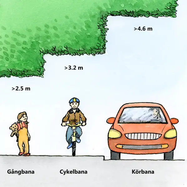 grafik som visar fri höjd för vegetation som krävs över gångbana, cykelbana och körbana.