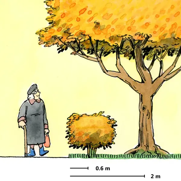 grafik som visar avstånd mot tomtgräns vid plantering av träd och buskar.