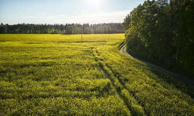 Blommande rapsfält, en smal grusväg löper längs åkerns kant. 