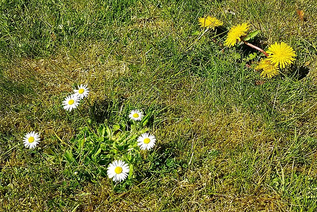 Blommor Vistegården